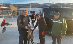 Erzincan'da yaralı halde bulunan dağ keçisi tedavi altına alındı