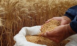 Buğday, arpa ve mısır fiyatları arttı! İşte güncel hububat fiyatları