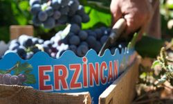Erzincan’ın lezzet sembolü: Cimin Üzümü