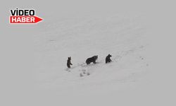 Erzincan’da anne ayı ve yavruları görüntülendi