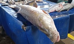 Erzincan’da 120 kiloluk turna balığı görenleri hayrete düşürdü