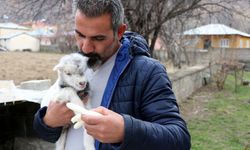 Gazeteci tarafından kurtarılan keçi yavrusu büyüdü