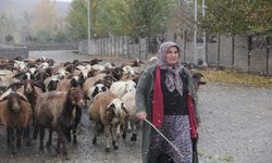 Erzincan'da küçükbaş hayvancılığa devlet desteği devam ediyor