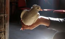 Erzincan'da yetişen güvercinin nazar efsanesi