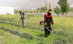 Erzincan'da lavantaların bakımı yapılıyor