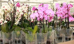 Orkidenin çiçek açması için hangi yöntemleri uygulamak gerekir?