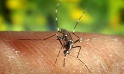 Sinek ısırmalarına karşı evde doğal sivrisinek kovucu sprey nasıl yapılır?