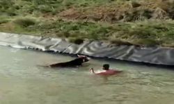 Sulama kanalına düşen ineği kurtarmak için canı pahasına kanala atladı