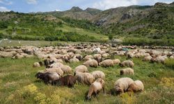 Binlerce koyun yaylalarına doğru yola çıkarıldı