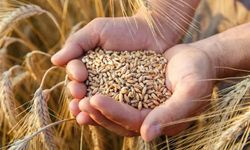 Buğday Fiyatları Merakla Bekleniyor