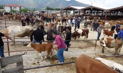 Erzincan hayvan pazarında büyükbaş kurbanlık fiyatları…