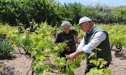 Erzincan’da bağlarda kontroller devam ediyor