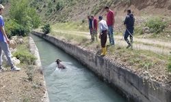 Erzincan’da kanala düşen dana korkulu anlar yaşattı