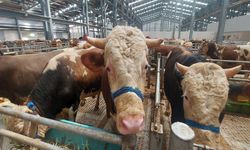 Erzincan’da kurbanlık fiyatları kızıştı