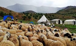 Erzincan’da tulum peyniri üreticileri mağdur