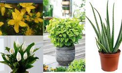 Evinizde yetiştirmeye uygun beş şifalı bitki