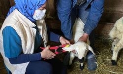 Refahiye’nin 121 Köy ve 73 Mezrasında Hayvanlar Aşılanıyor