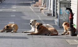 Sokak köpekleri düzenlemesinde neler var?