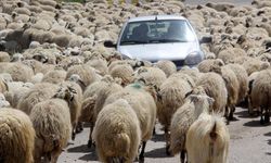 Kemah'ta koyun sürüsü yolu kesti, sürücüler şaştı