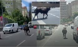 İstanbul’da dana firar etti:Kurbanlık dana trafiği birbirine kattı