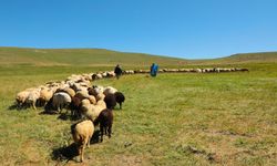 Erzincan’da Tulum Peyniri üretiminin yayladaki aşamaları