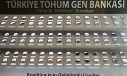 Türkiye'nin bitkisel hazinesi Tohum Gen Bankası'nda korunuyor