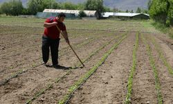 Erzincan’da sebzecilik her geçen gün gelişiyor