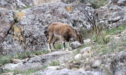 Yabani dağ keçileri görüldü