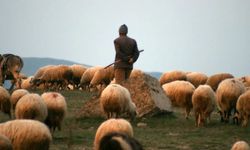 Çoban desteği nasıl alınır?