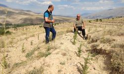 Erzincan’a 180 bin sedir ve 40 bin karaçam dikildi