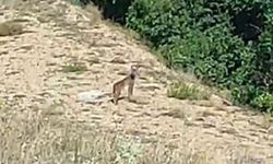 Kırmızı listedeki ‘Vaşak’ vatandaşın özel çabası ile görüntülendi! Video haber