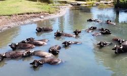 Mandaların keyifli dakikaları! Burası Serengeti değil? Erzincan Ovası