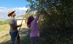 Erzincan’ın zorlu arazilerinde kuşburnu hasadı başladı