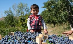 Sağlık deposu Cimin Üzümü 'nün faydaları saymakla bitmiyor!