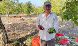 Erzincan’da Ceviz Hasadı Başladı. Önlem Alın!