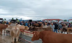 Erzincan’da özellikle hayvan satıcılarını hedef seçiyorlar!