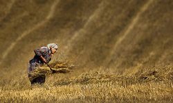 Tarımsal üretimin gerçek kahramanları kadınlardır