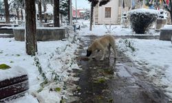 Erzincan’da sokak hayvanlarına kış desteği