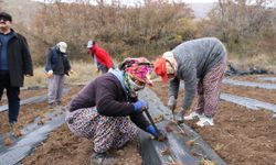 Erzincan’da Çilek Yetiştiriciliği Bütçe Engeline Takıldı