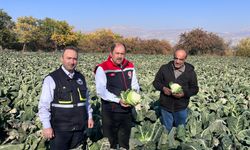 Kadim Erzincan Topraklarında kışlık sebze hasadı başladı