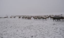 Erzincan’da kar bastırınca kamyon kamyon nakledildiler