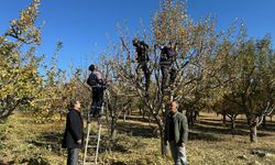 Genetik hazine Erzincan kışına hazırlanıyor…