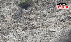 Kış uykusu öncesi doğada yavrularıyla gezinen ayı görüntülendi