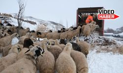 Erzincan'da koyun sürüleri dönüş yolunda