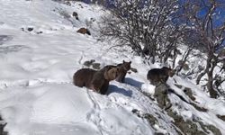 Erzincan yolunda ayı ailesi drona yakalandı