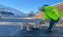 Erzincan'da polis ekipleri sokak hayvanlarını unutmadı