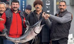 Karadeniz'den Erzincan'a gelen Kılıçbalığına yoğun ilgi