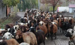 Erzincan ve bölgeye özgü bir koyun ırkı: Morkaraman