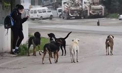 Sokak Hayvanlarıyla İlgili Üç Belediye Başkanı Hakkında Soruşturma Süreci...