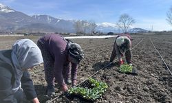 Erzincan’ın yerli ürününde ilk fideler toprakla buluştu…